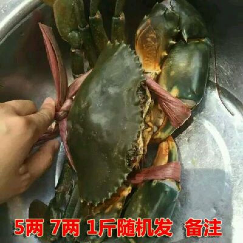 锯缘青蟹食用雄蟹