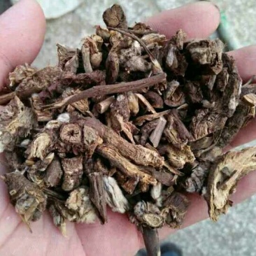 白头翁