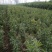 桃树苗70~80cm苗木品种齐全量大价优欢迎咨询