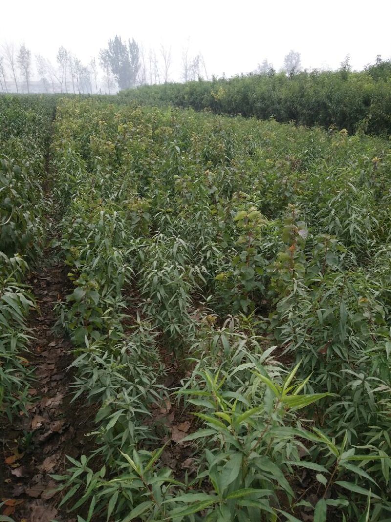 桃树苗70~80cm苗木品种齐全量大价优欢迎咨询