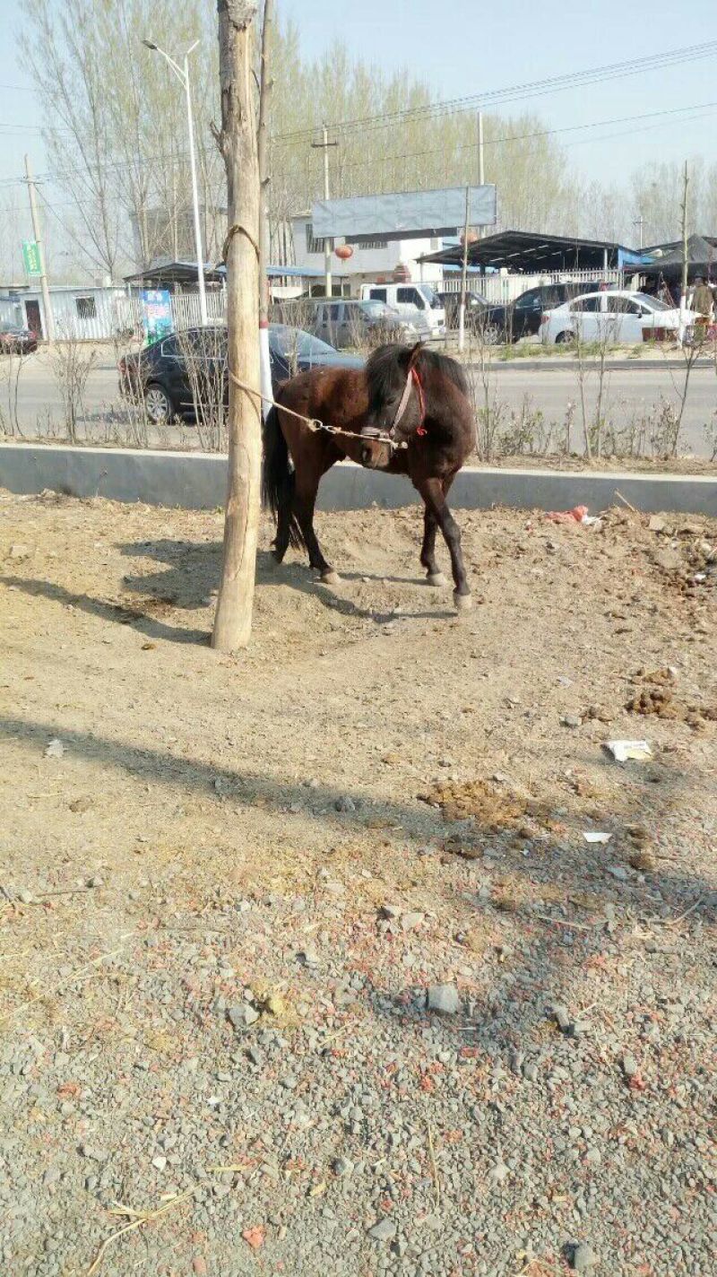 伊犁马300~400kg