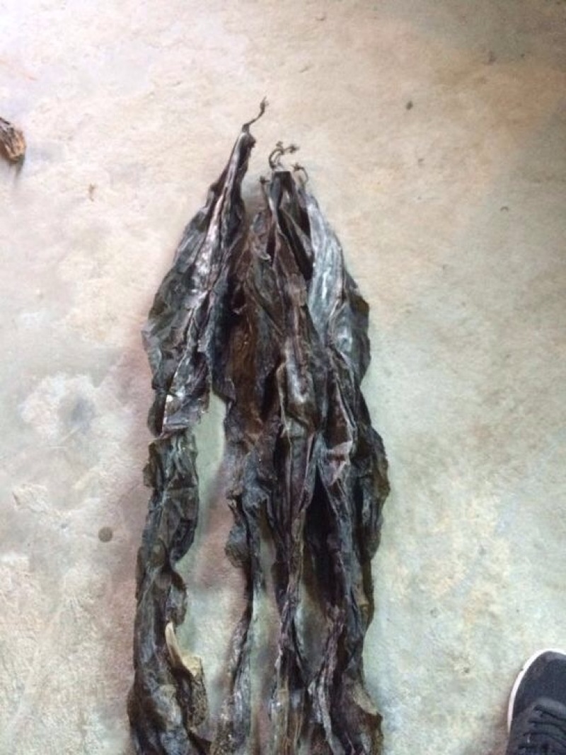 供应自产自销优惠福建批发无沙干海带长条的干货特产