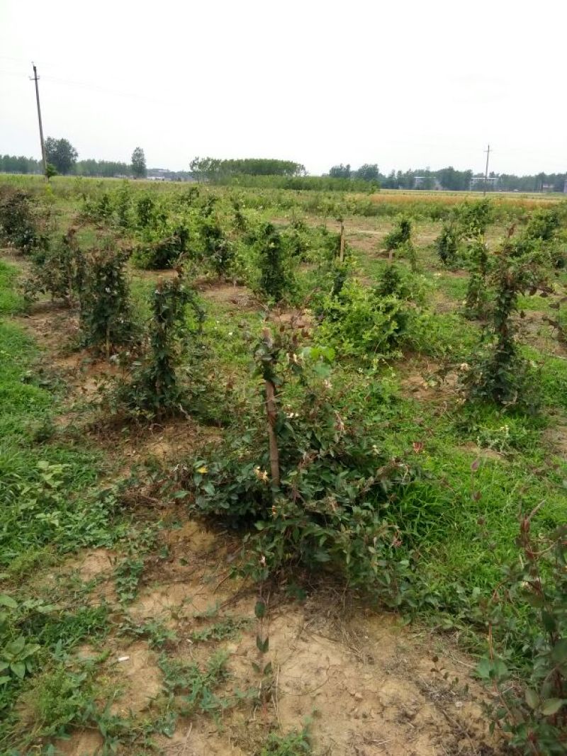 金银花优质金银花质量好