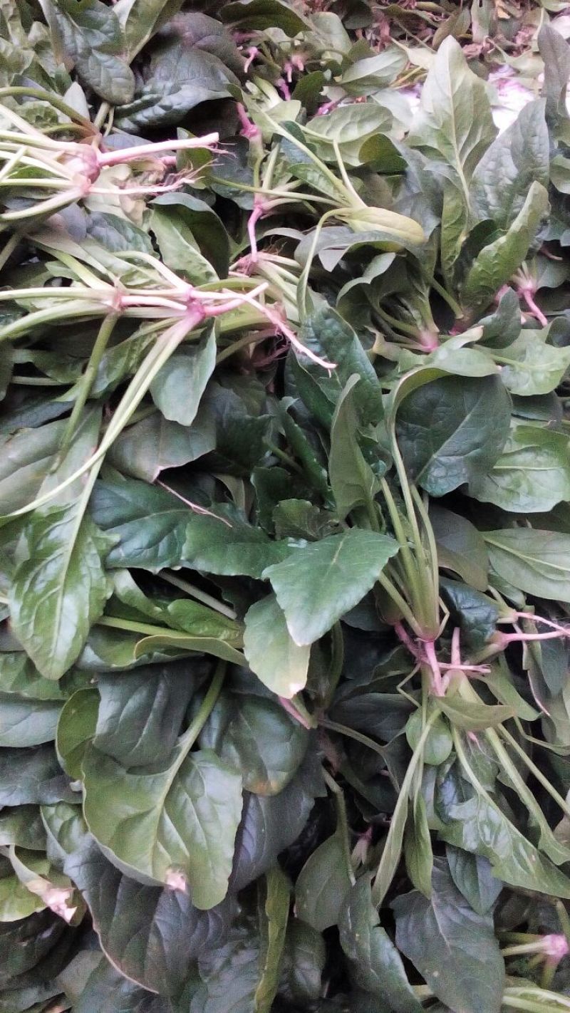 越冬菠菜15~20厘米