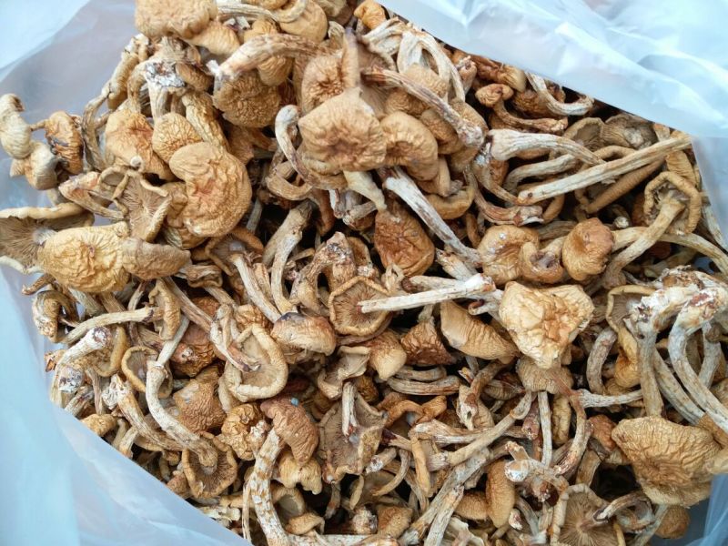 滑子菇干品