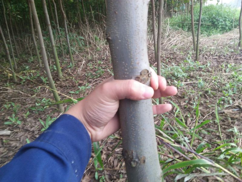 栾树2~4cm4~6cm3.5~4米