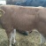 牛犊100~200kg