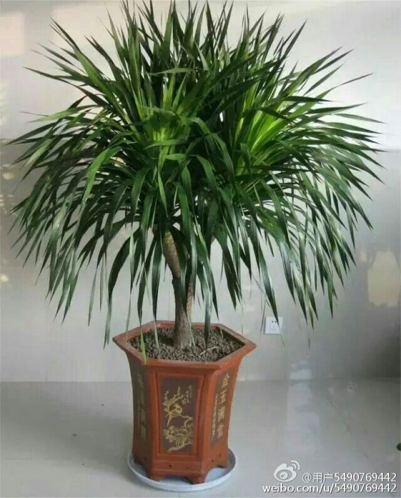 发财树