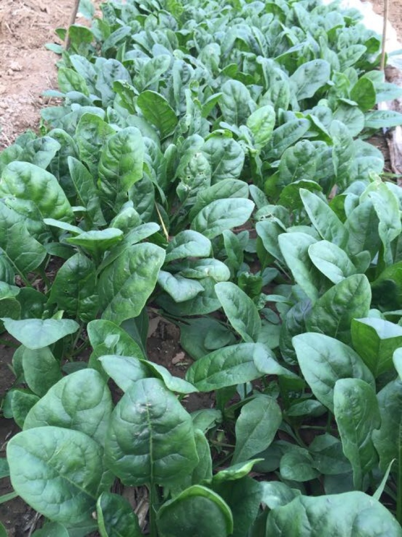 黑叶菠菜