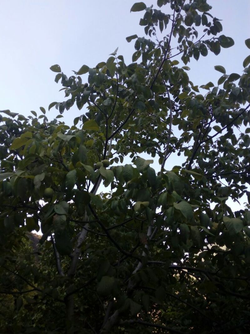 青皮核桃青皮