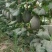 西州蜜瓜