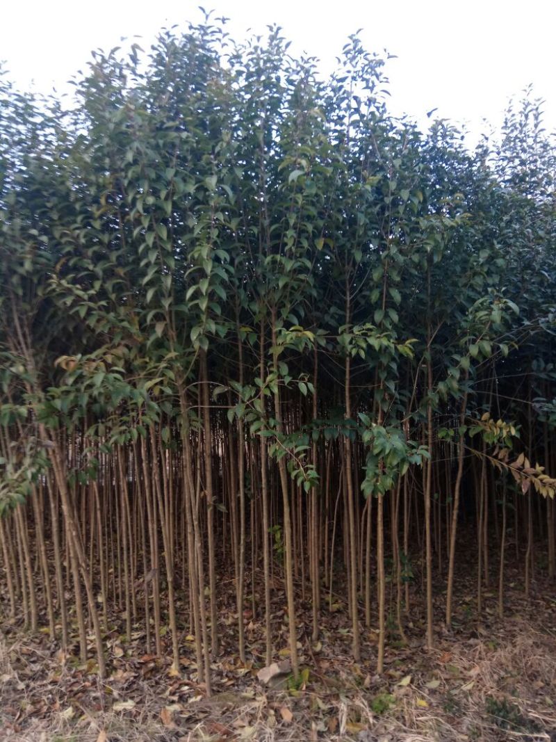 大叶女贞4cm以下