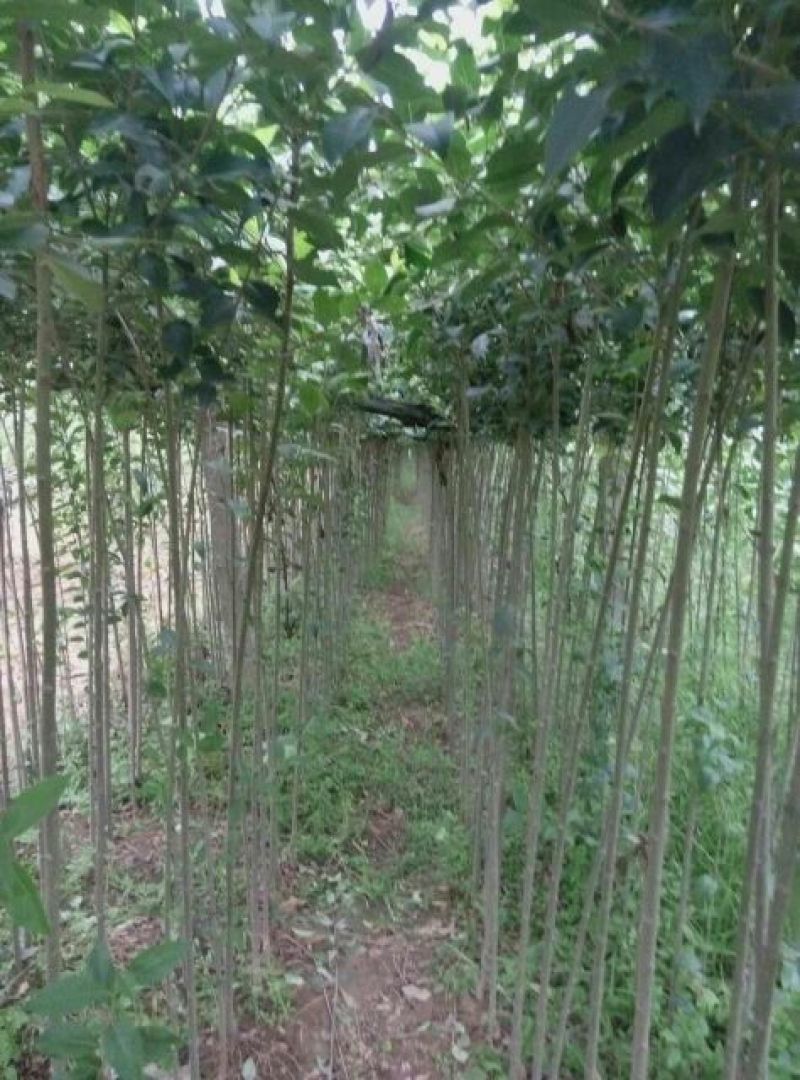 大叶女贞4cm以下