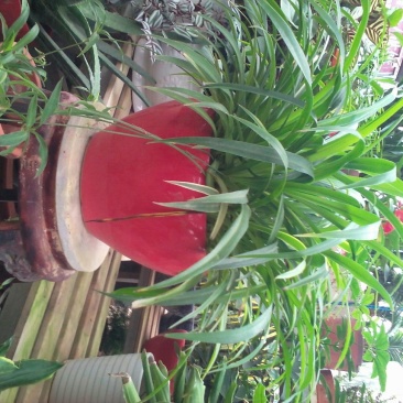 吊兰30~50cm