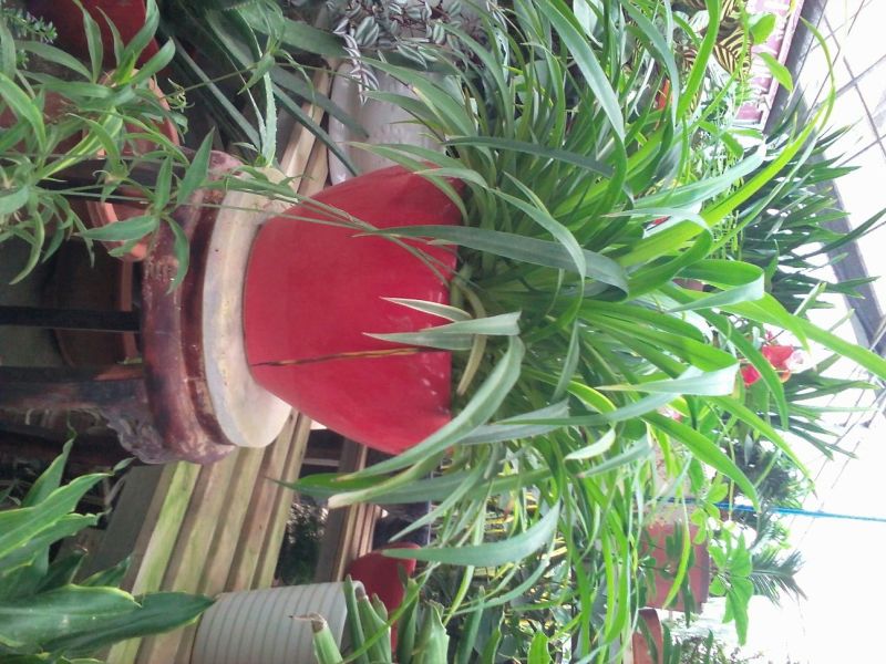 吊兰30~50cm