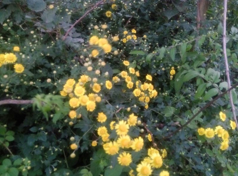野菊花颗粒