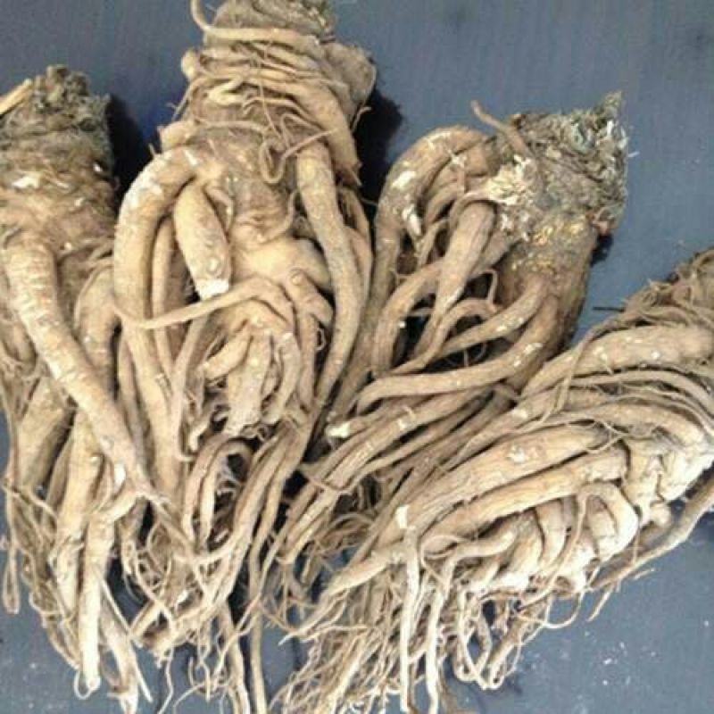枸杞叶茶一级