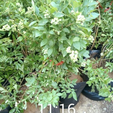 蓝莓苗30~50cm1~2年