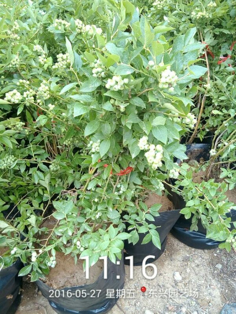 蓝莓苗30~50cm1~2年