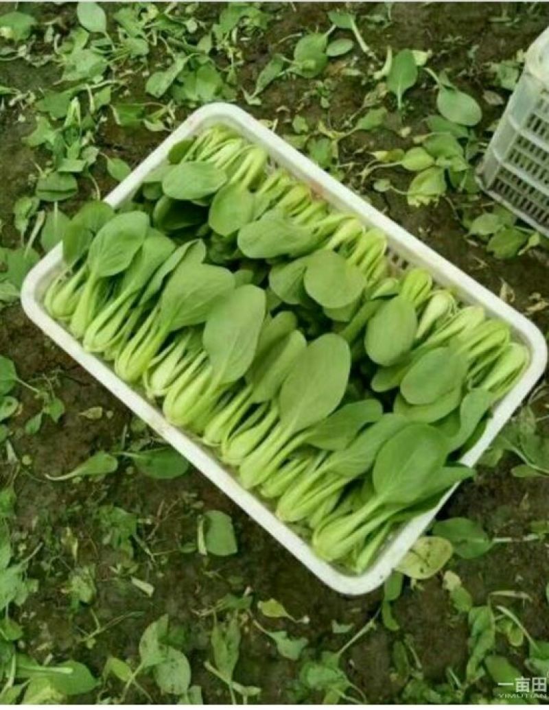 青梗菜