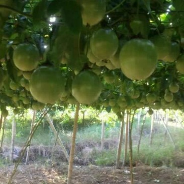 百香果紫果60~70g