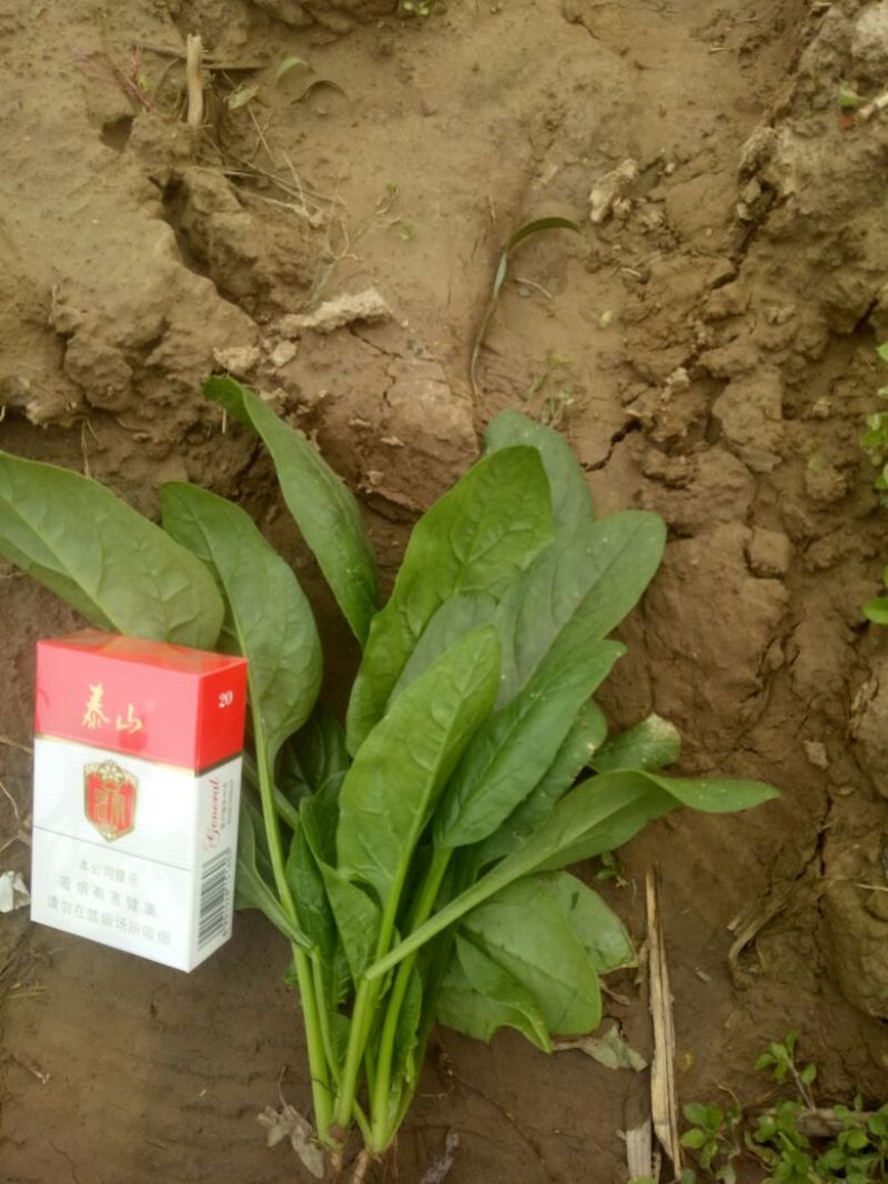 菠菜15~20厘米