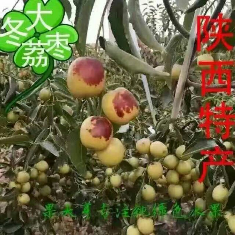 【鲜枣供应】冬枣陕西大荔冬枣货源充足来电咨询欢迎视频看货