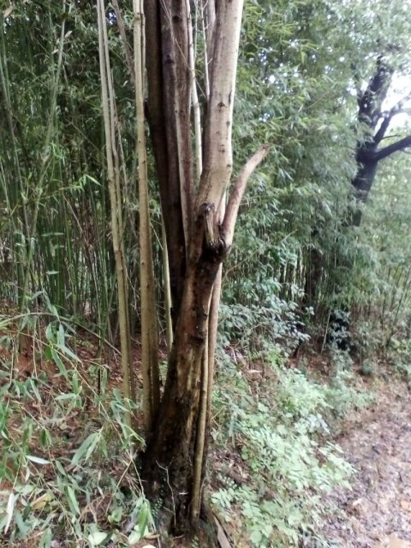 大叶女贞球16~18cm
