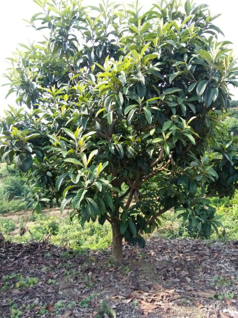 枇杷树