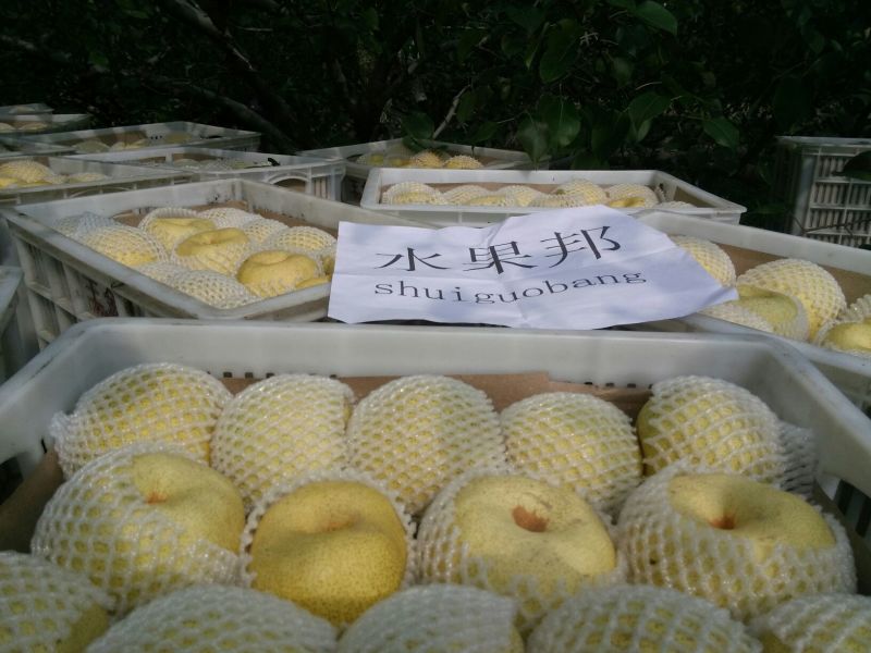 酥梨250~300g筐装