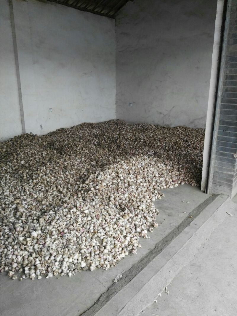 大蒜混级统货四六瓣，紫色干蒜。