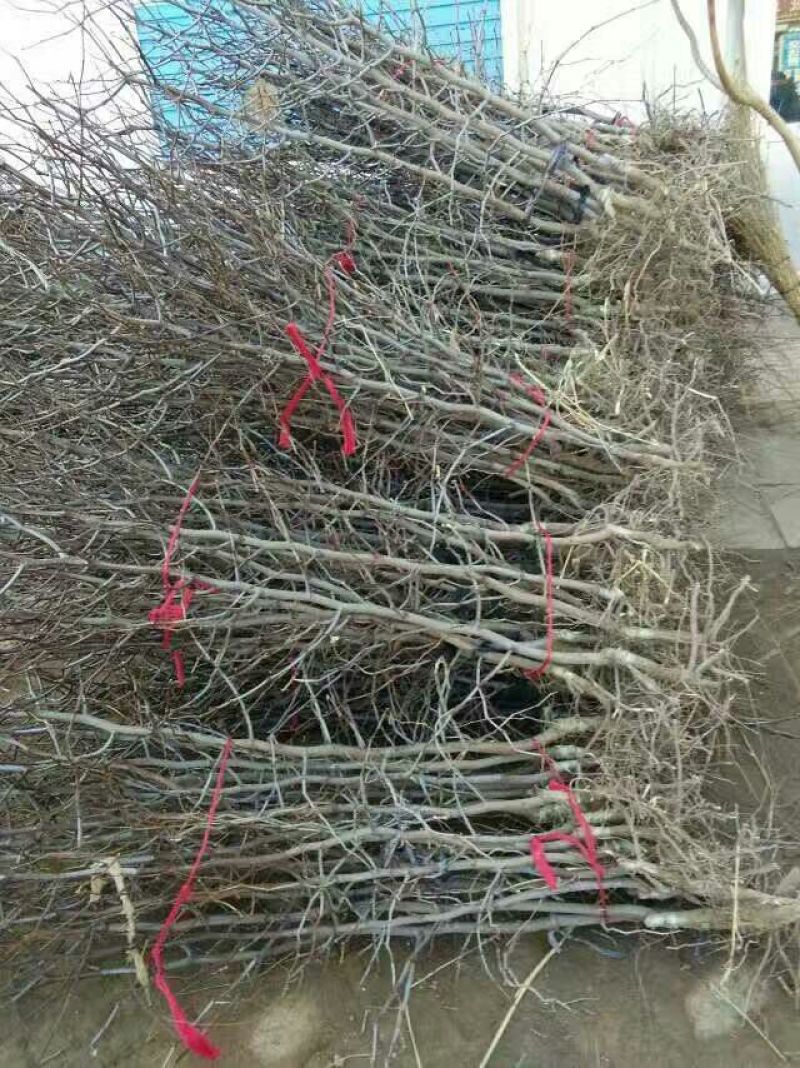 冬枣树苗110cm以上