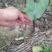 梨树苗0.8~3cm80cm以上