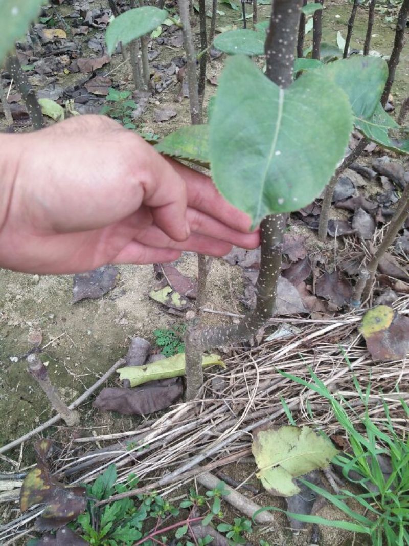 梨树苗0.8~3cm80cm以上