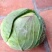 大包菜（铁头包菜）