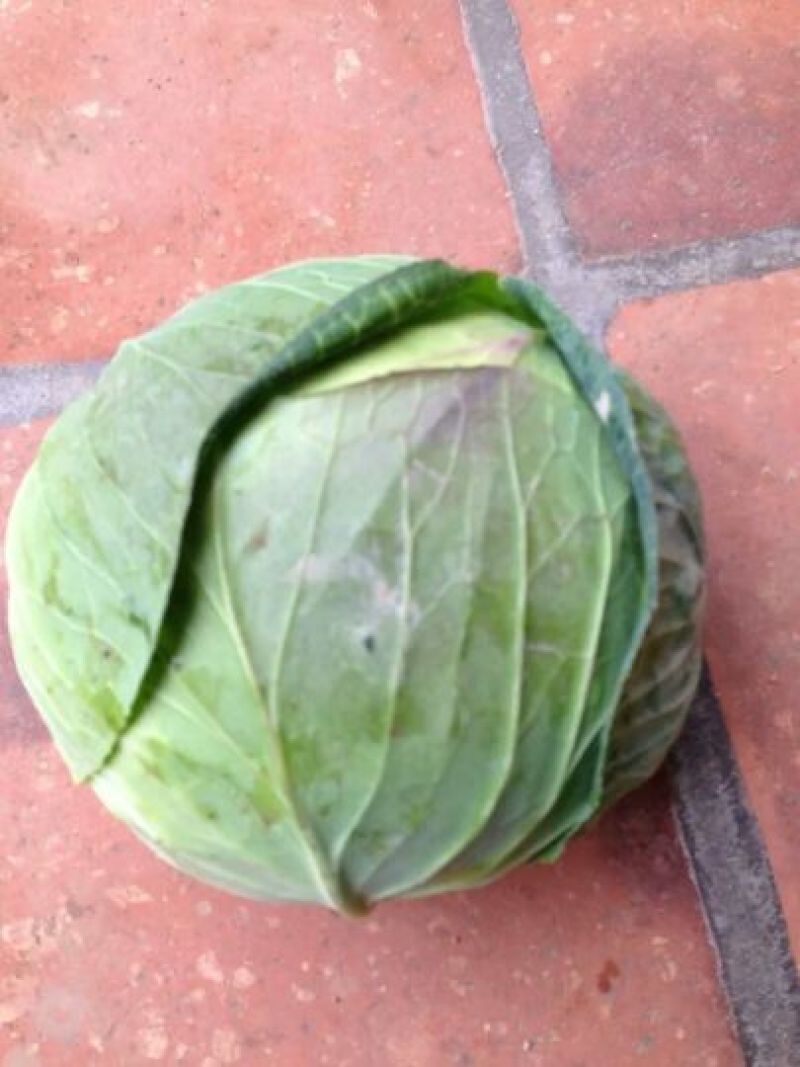 大包菜（铁头包菜）