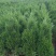 茶树苗