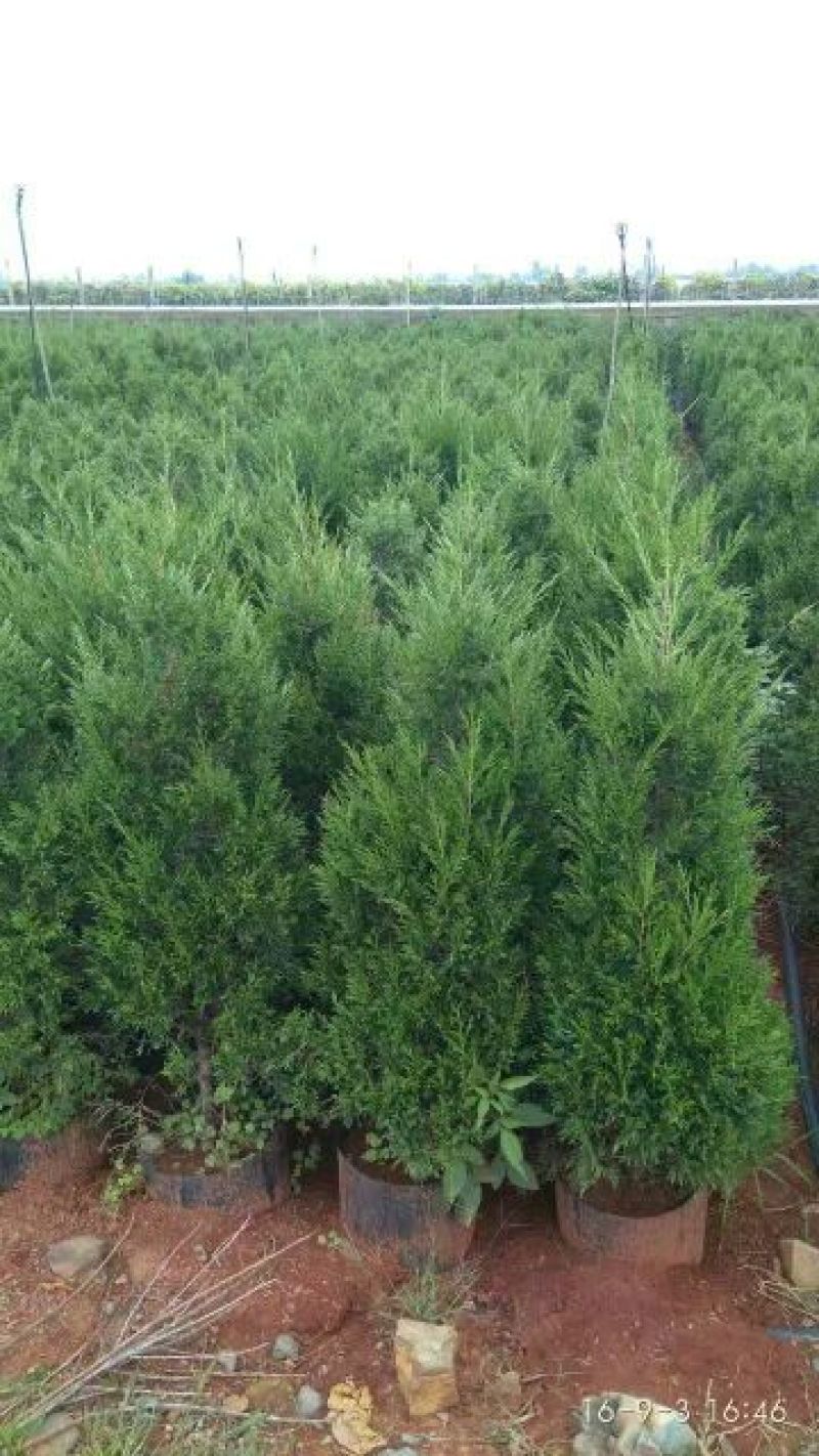 茶树苗