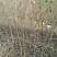 大樱桃树2年50~80cm