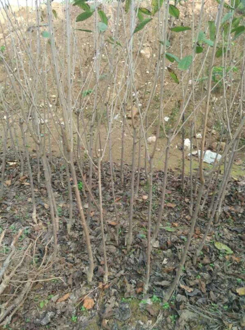 大樱桃树2年50~80cm