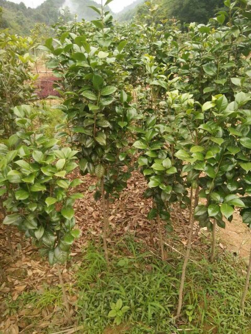 茶花树