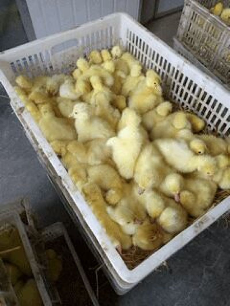 三花鹅苗250g以下