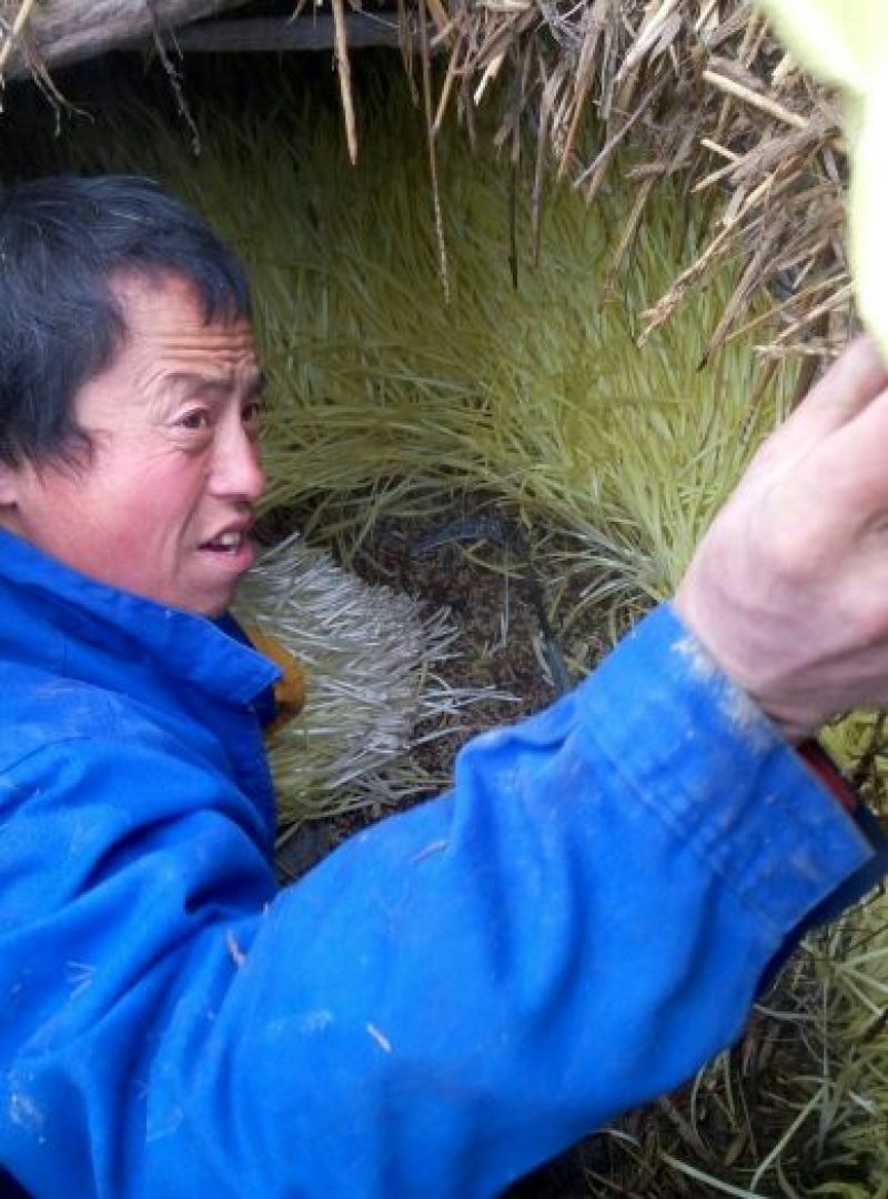 江苏韭黄大量供应中，产地直供，全国代发，