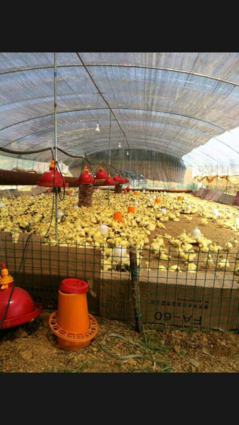 皖西白鹅鹅苗250g以上