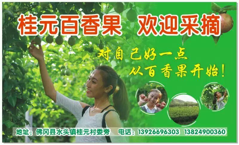 紫香一号紫果70~80g