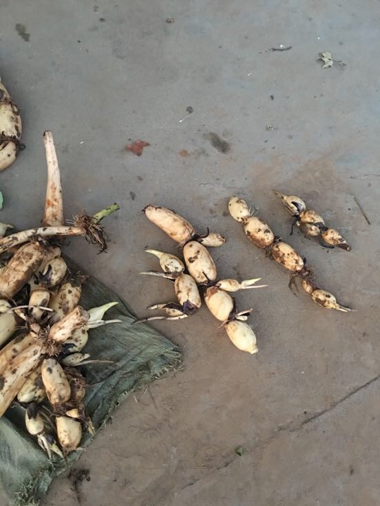 河南南阳市淅川县莲藕 9~11厘米 15~20厘米以