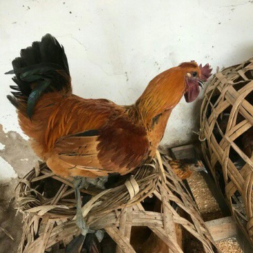 云南土鸡苗35~45克出壳苗
