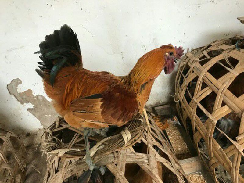 云南土鸡苗35~45克出壳苗