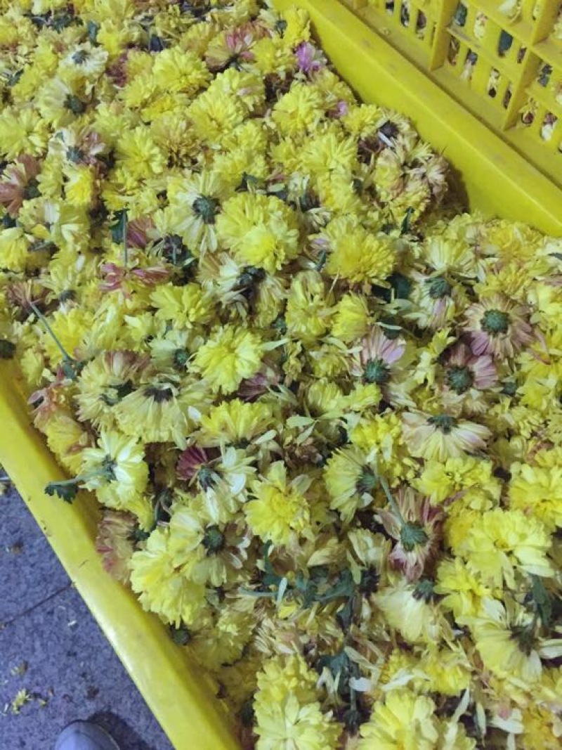 怀菊花