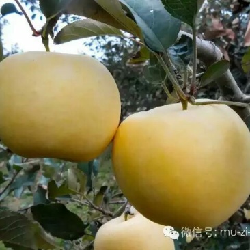 奶油富士